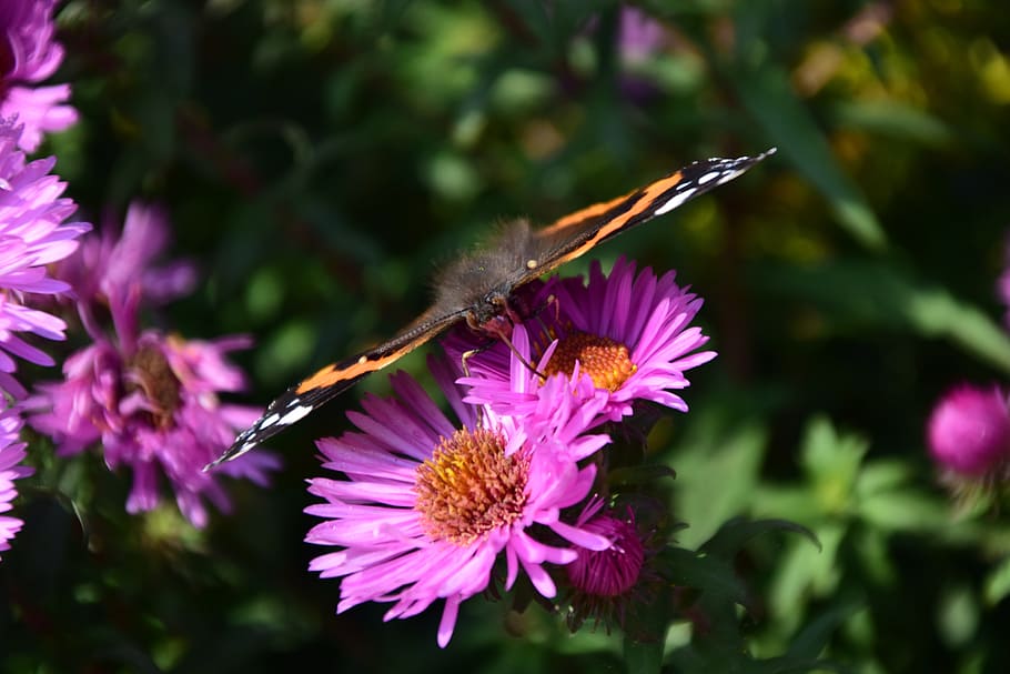Aster, Peacock, Butterfly, Insect, Close, flower, nature, peacock butterfly HD wallpaper