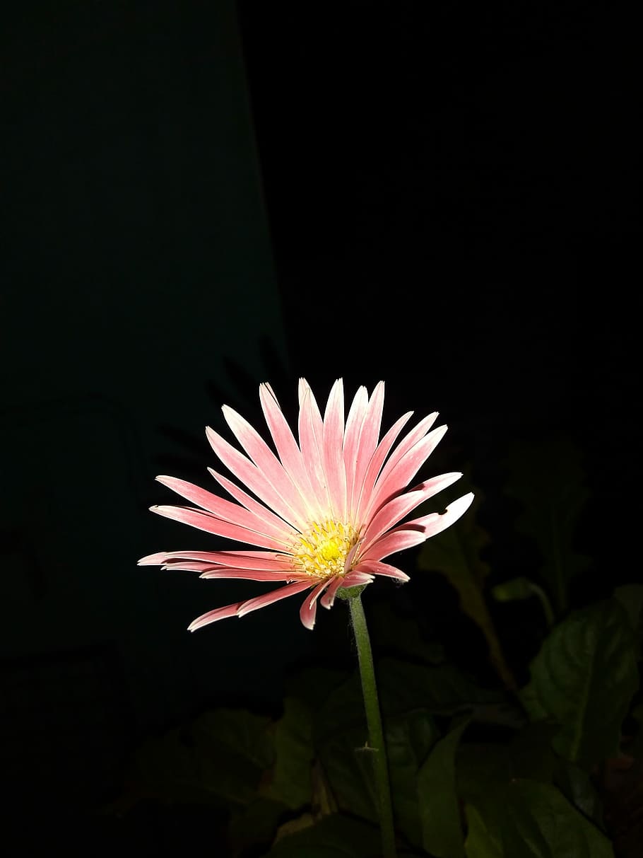 Alone in the dark, red petaled flower in bloom, pink, night, gerebera HD wallpaper