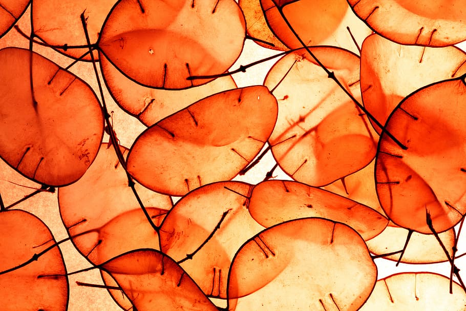 abstract painting, orange, plants, dollar, leaves, leaf, macro HD wallpaper