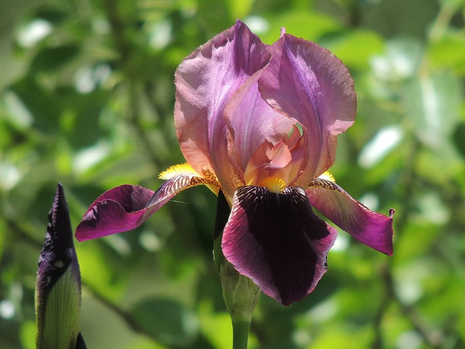 iris, flower, spring, nature, petals, violet, garden, plant HD wallpaper