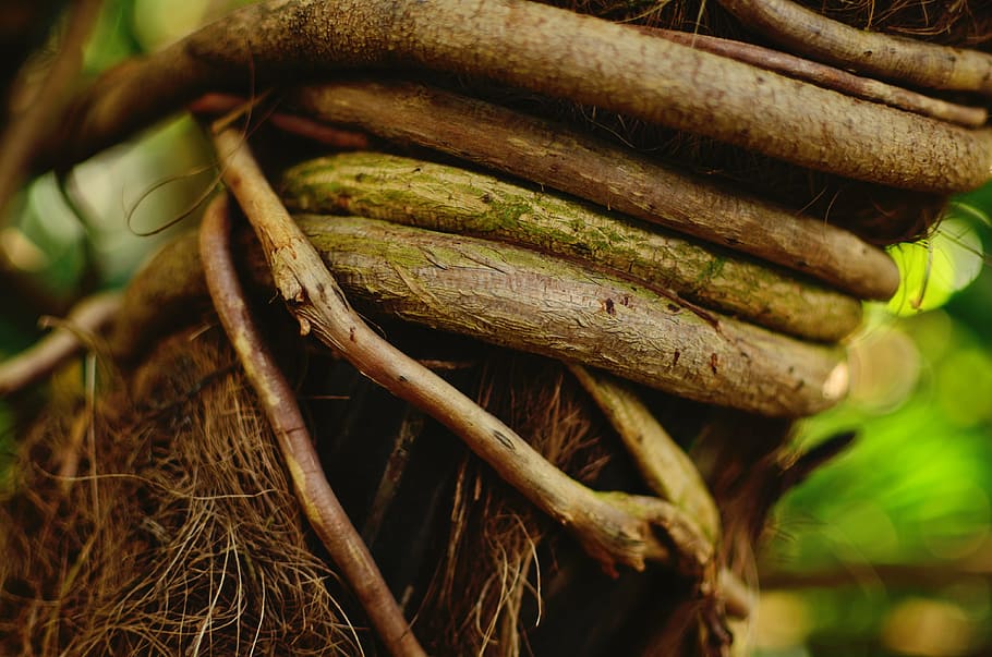 tree, roots, nature, growth, old, close-up, no people, focus on foreground HD wallpaper