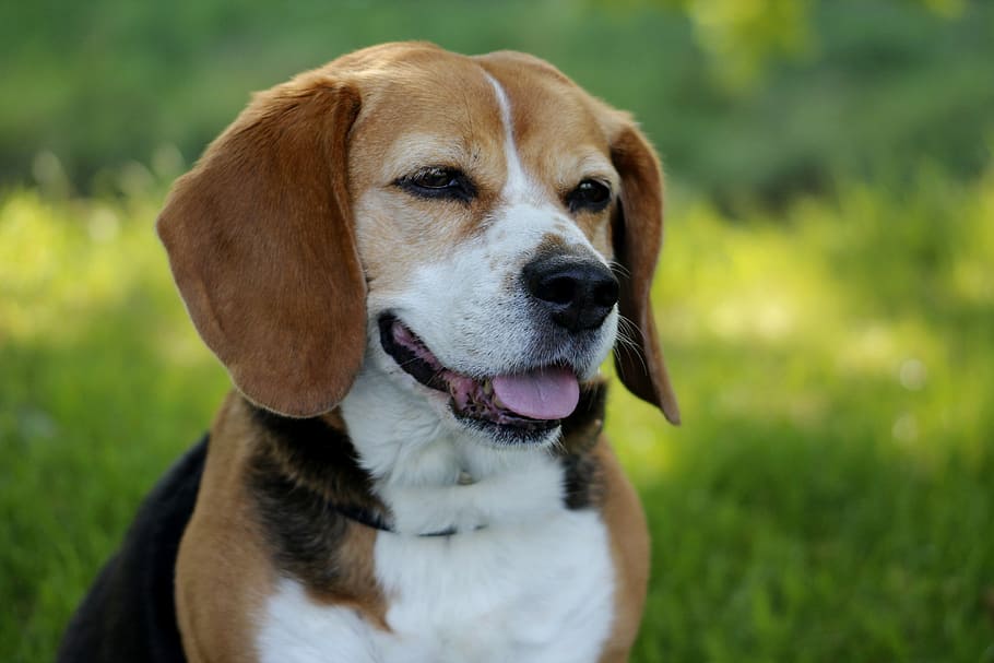 Dog, Pet, Small, small dog, pets, one animal, domestic animals HD wallpaper