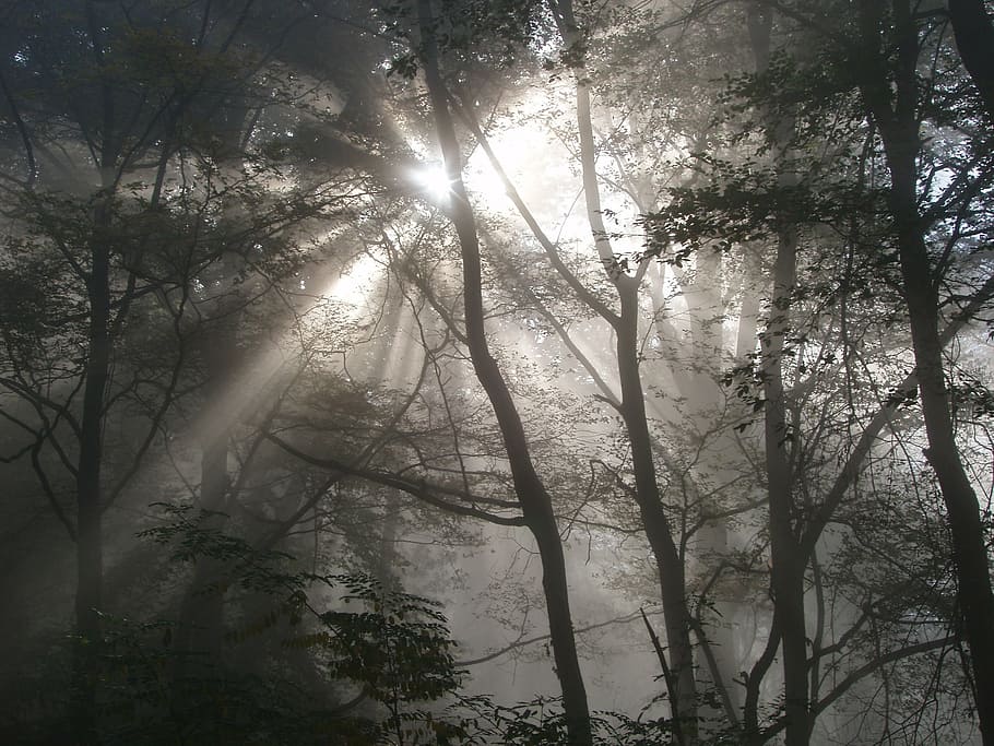 forest, light, lighting, back light, light beam, sun, nature HD wallpaper