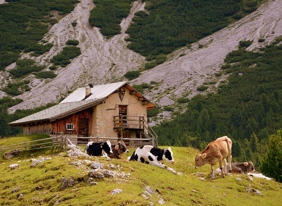 baita, cow, pasture, cows, stable, mountain, prato, animals, HD wallpaper