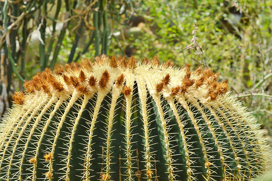 Cactus, Spur, Plant, green, prickly, thorns, nature, pointed HD wallpaper
