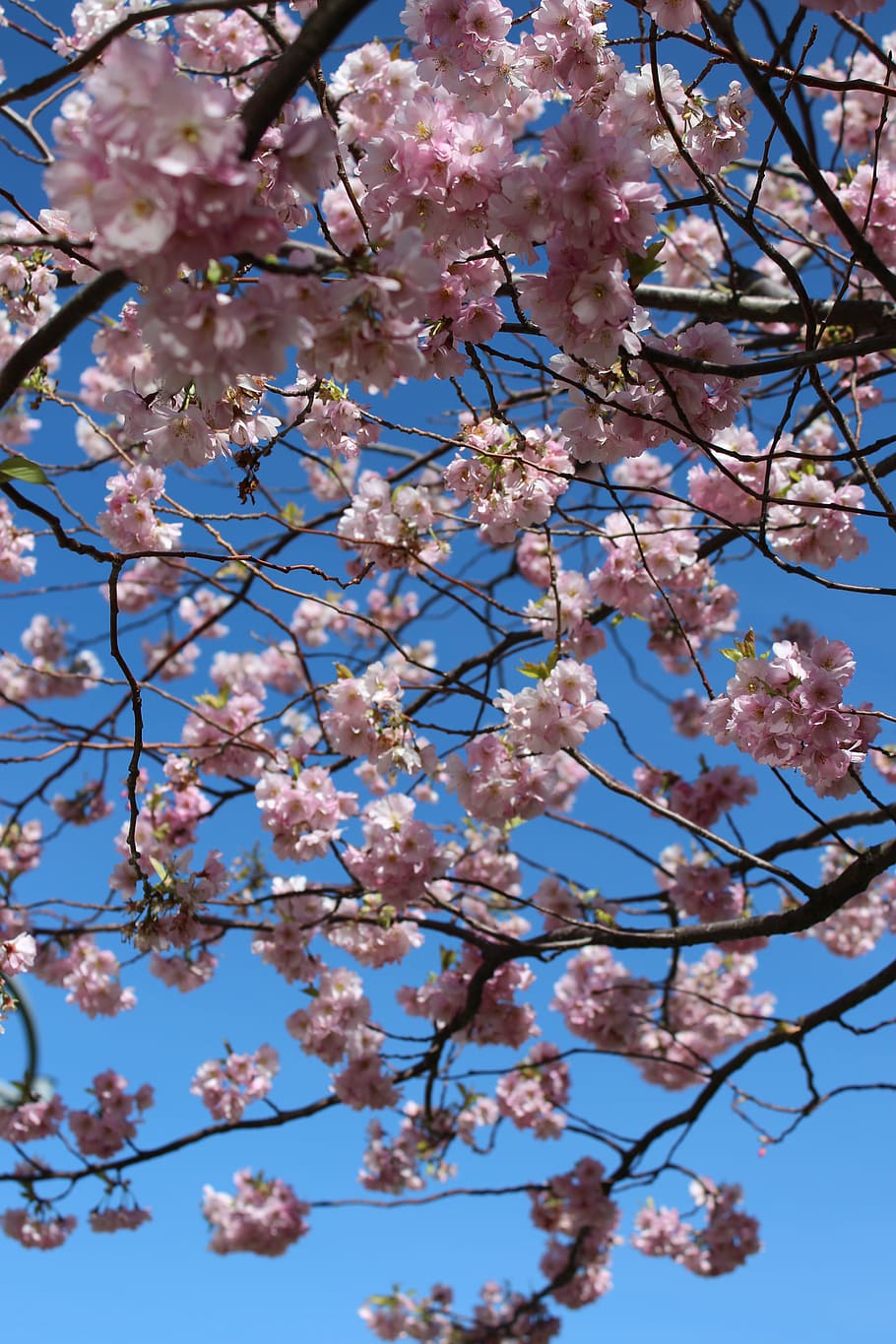 cherry flowers, spring, springfeelings, spring flower, spring flowers HD wallpaper