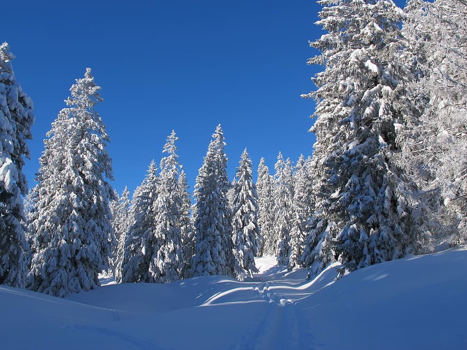 snowy pine trees at daytime, snow covered pine trees during daytime HD wallpaper