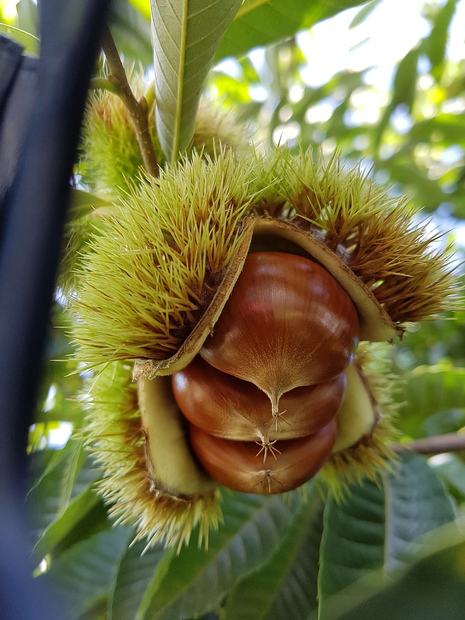 Spike fruit. Радужный орех растения.