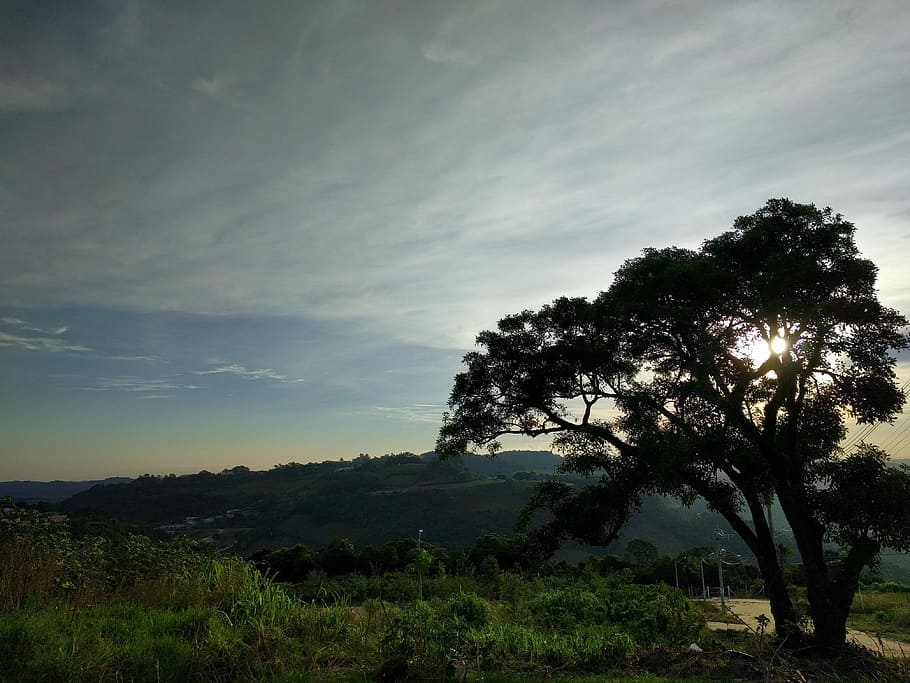 landscape, sky, tree, twigs, brazil, plant, tranquility, scenics - nature HD wallpaper