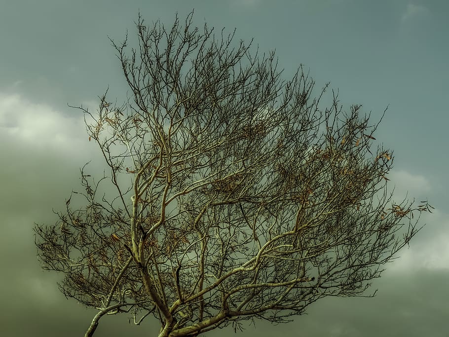 autumn, tree, branch, sky, clouds, nature, season, plant, bare tree HD wallpaper