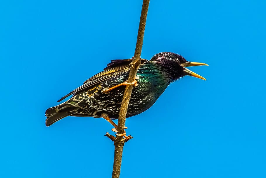 bird, a trooper, priroda, animal themes, animal wildlife, animals in the wild HD wallpaper