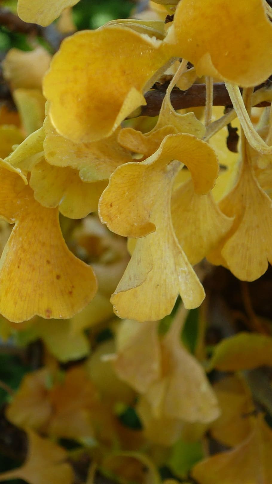 ginkgo, tree, yellow, fall leaves, medicinal herb, autumn, plant HD wallpaper