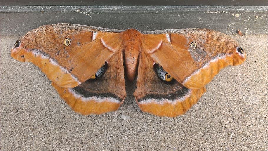 moth, butterfly, insect, nature, wing, bug, wild, brown, fauna HD wallpaper