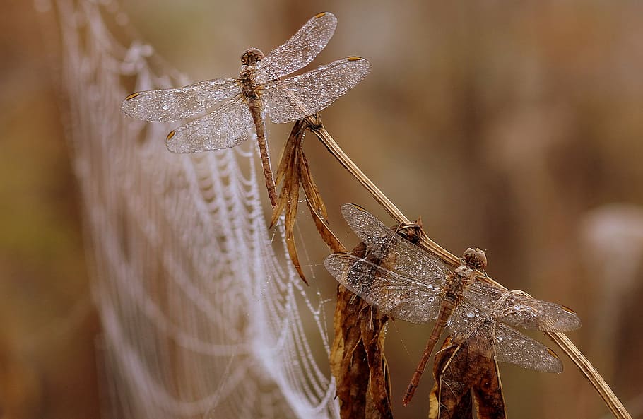 selective focus photography of brown dragonflies, dragonfly, dew, HD wallpaper