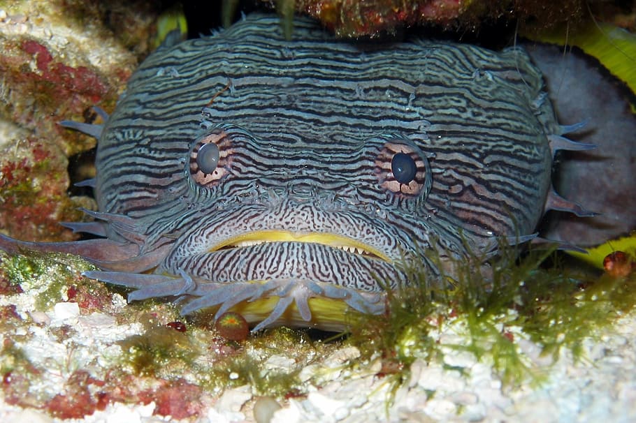 toadfish, splendid, fishes, animals, fauna, underwater, nature HD wallpaper