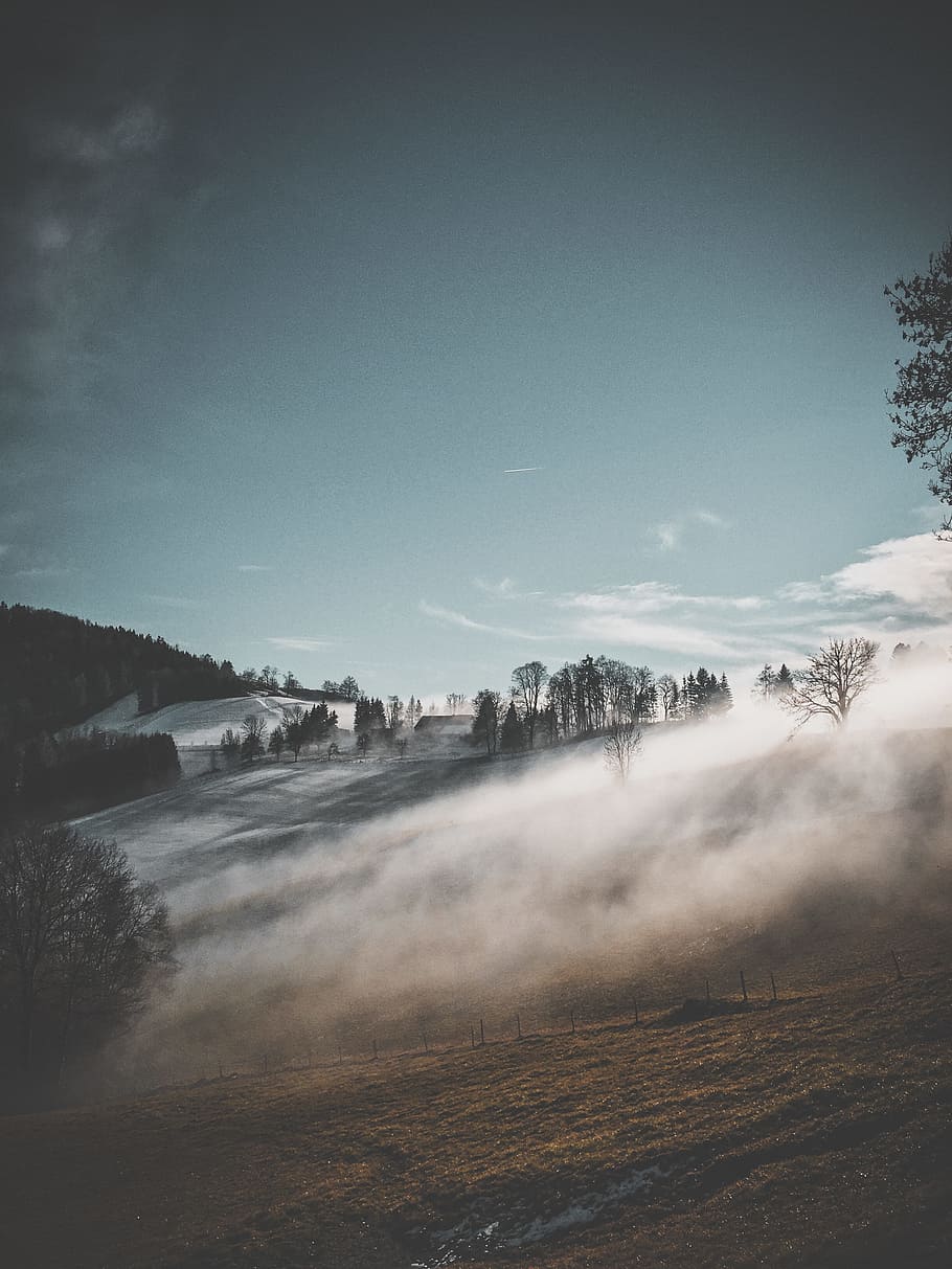 misty forest during daytime, forest with fog during sunrise, foggy HD wallpaper