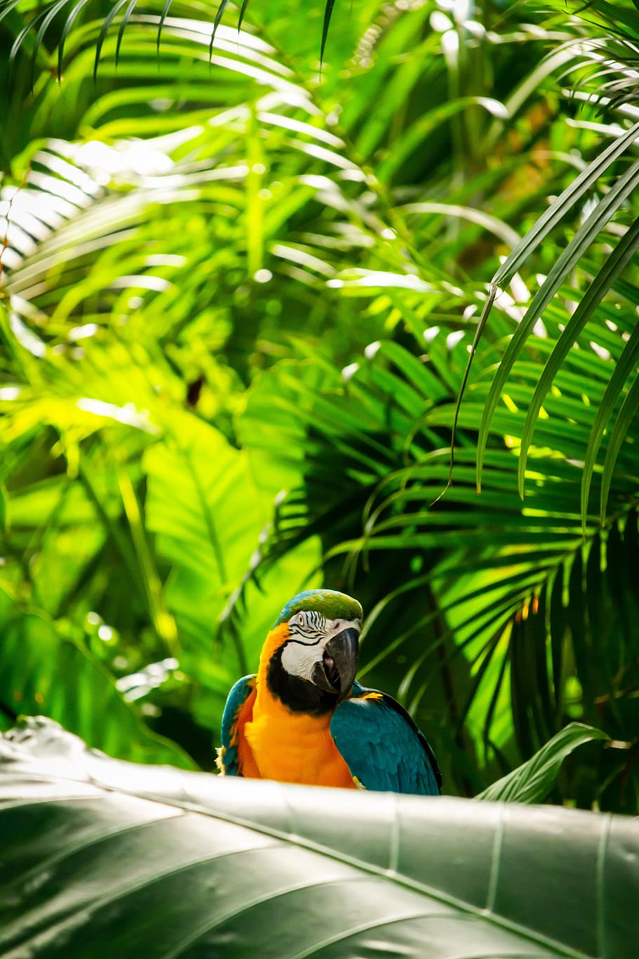 macaws, psittaciformes, on natural, background, animal themes HD wallpaper