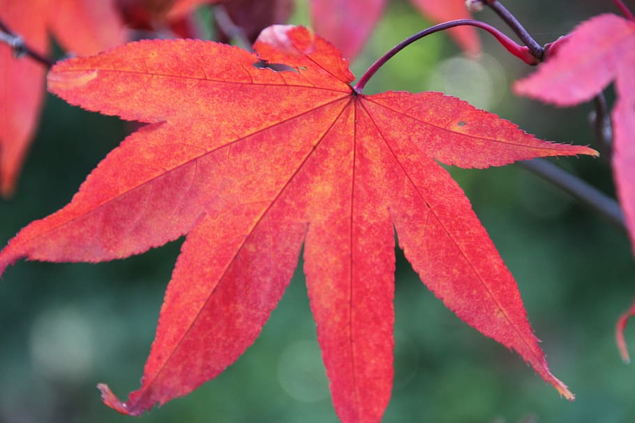 Leaf, Tree, Plant, Forest, red, indian summer, autumn, change HD wallpaper