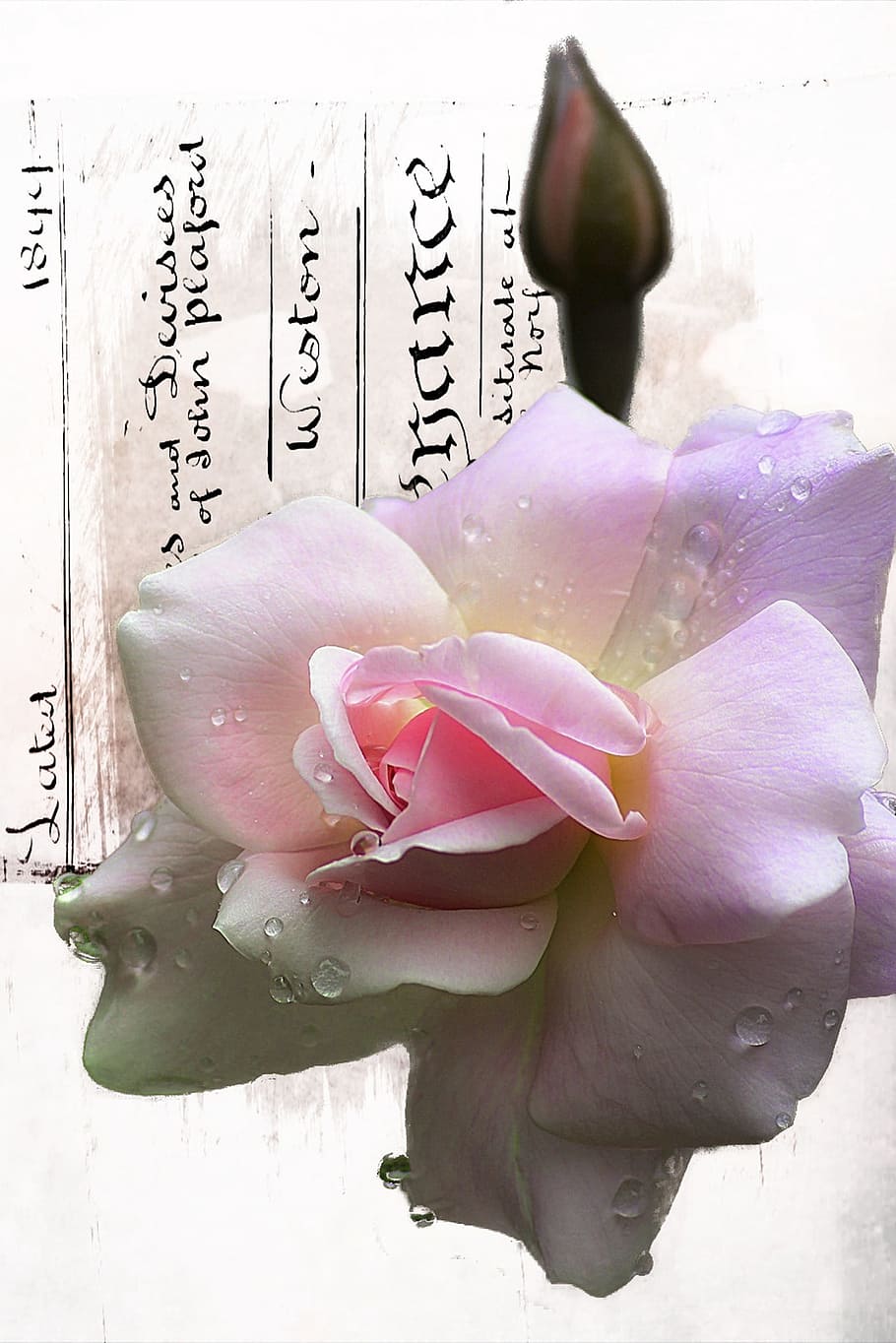 white flower, Rose, Bud, Beautiful, Plant, macro, pink, nature HD wallpaper