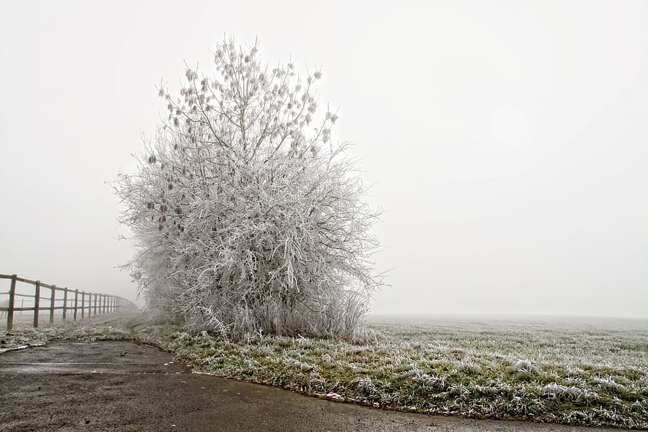 white tree near fence during daytime, winter, ripe, cold, landscape HD wallpaper