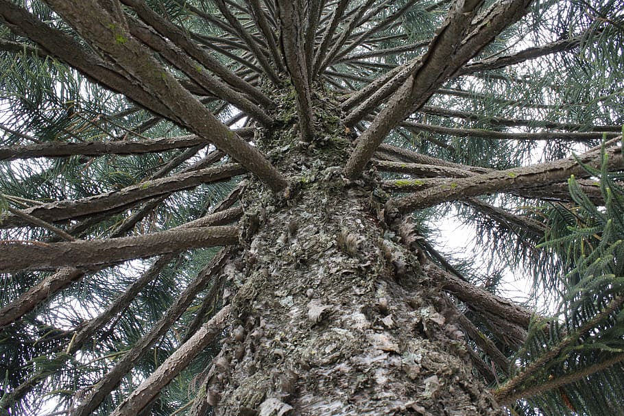 tree, view, branch, nature, green, plant, trunk, tree trunk HD wallpaper
