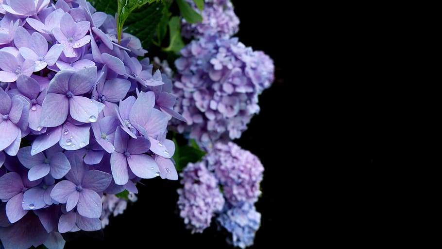 hydrangea, flower, blossom, bloom, blue, mourning, trauerkarte, HD wallpaper