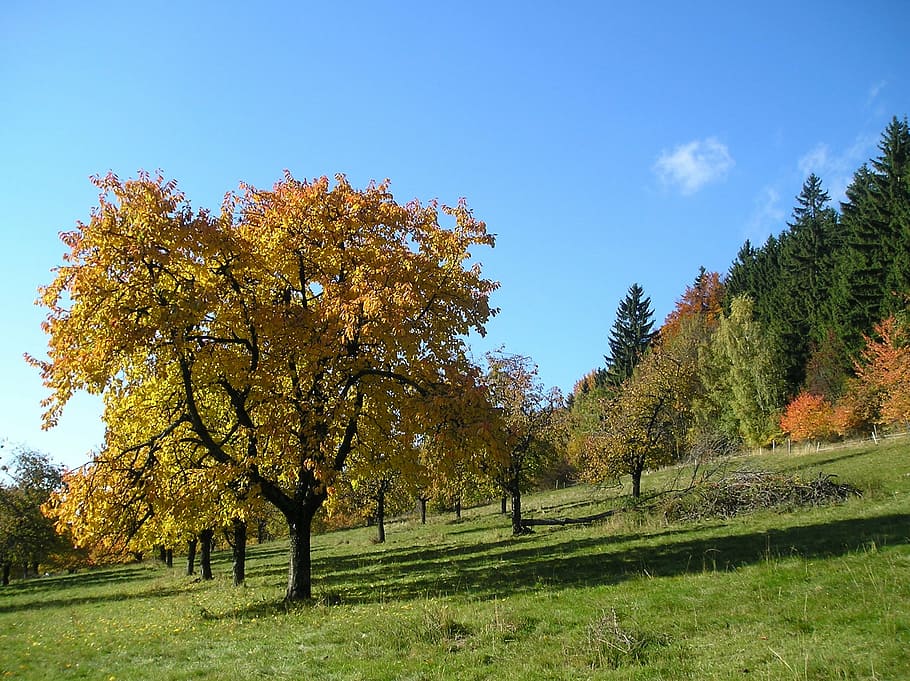 autumn, tree, jizera mountains, plant, beauty in nature, growth HD wallpaper