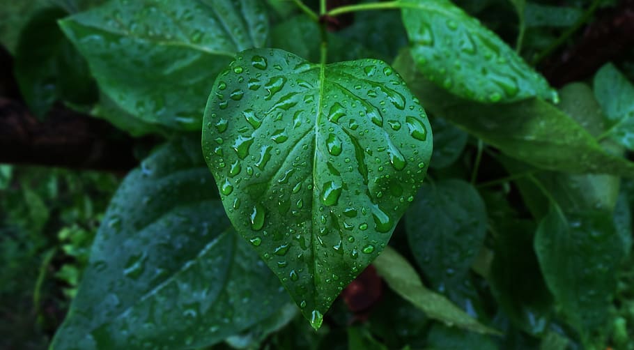 leaf, raindrops, wet, leaves, macro, green, plant, water, freshness HD wallpaper