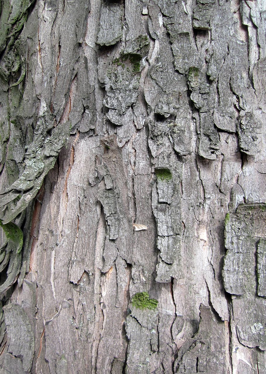 bark, texture, background, tree, trunk, wood, natural, surface HD wallpaper