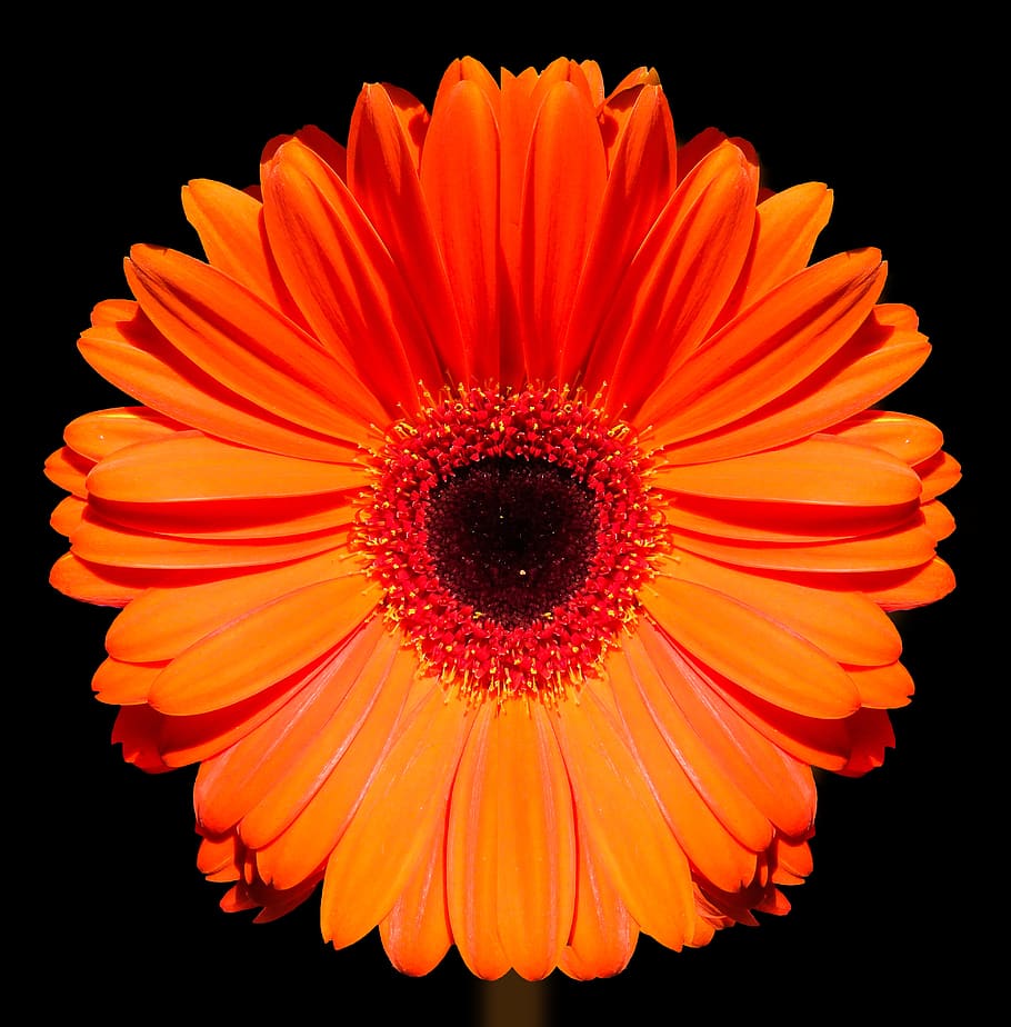 marigold, flower, blossom, bloom, gerbera, close up, orange, HD wallpaper