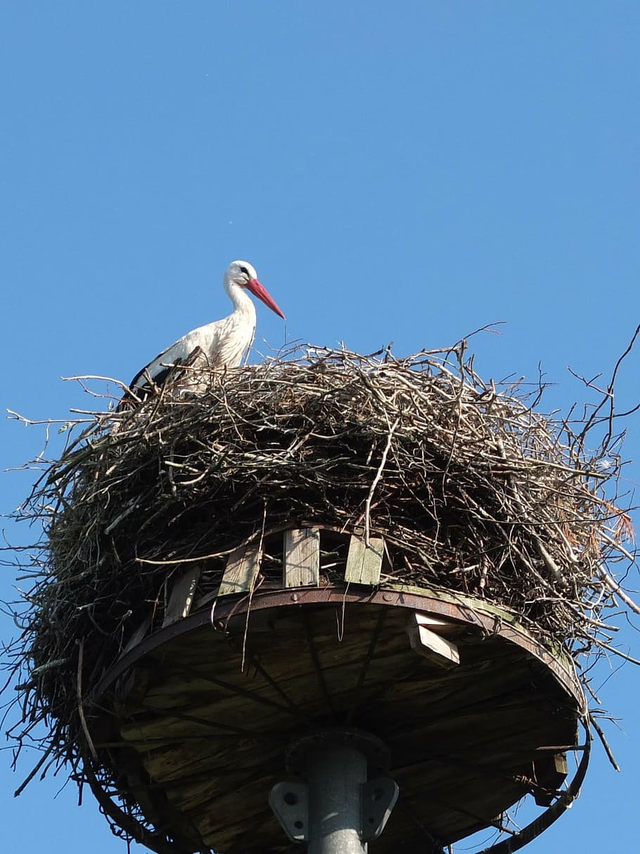 stork, nest, bird, storchennest, rattle stork, nature, bill, HD wallpaper
