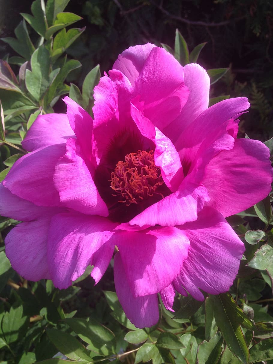 Peony, Flower, Pink, petal, plant, nature, no people, flower head HD wallpaper