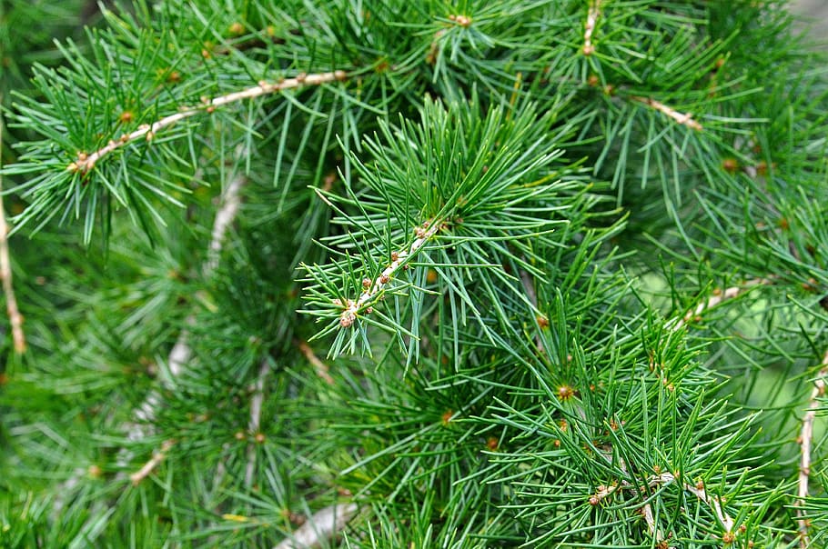 Cedar Branch, Needle, conifer, tree, plant, nature, macro, green color HD wallpaper