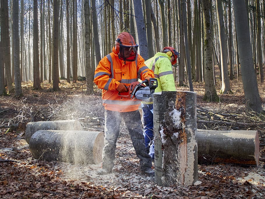 man using chainsaw, forest, workers, wood, firewood, nature, forest work