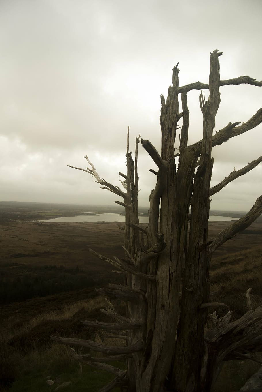 dead tree, nature, lake, trunk, wood, field, brittany, sad HD wallpaper
