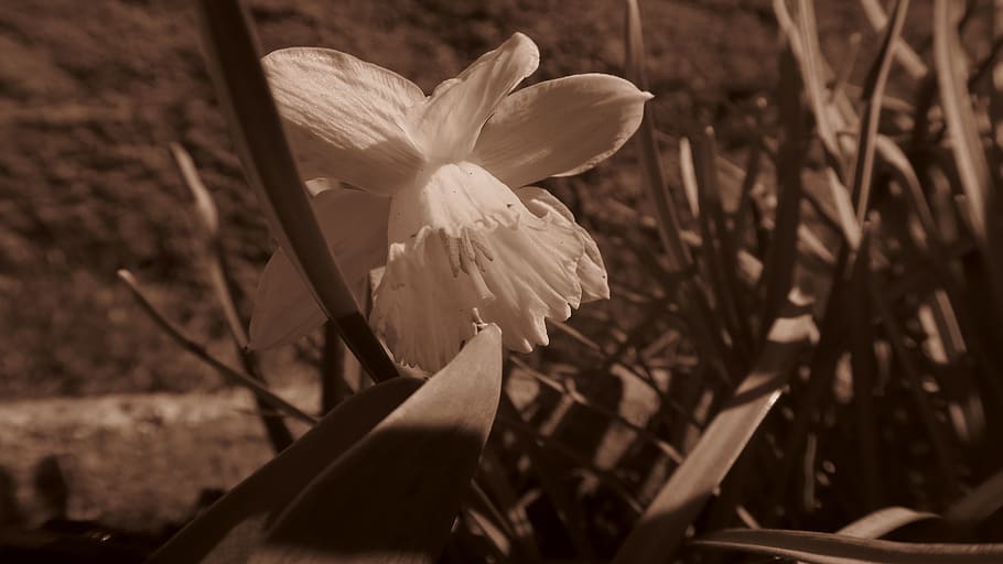 flower, spring, plant, flowering plant, close-up, fragility HD wallpaper