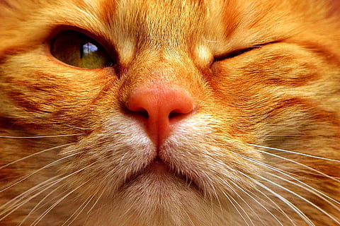close up photography of orange tabby cat, mackerel, wink, funny HD wallpaper