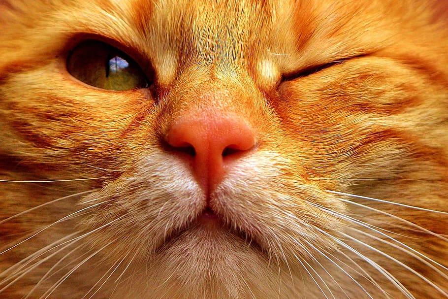 close up photography of orange tabby cat, mackerel, wink, funny