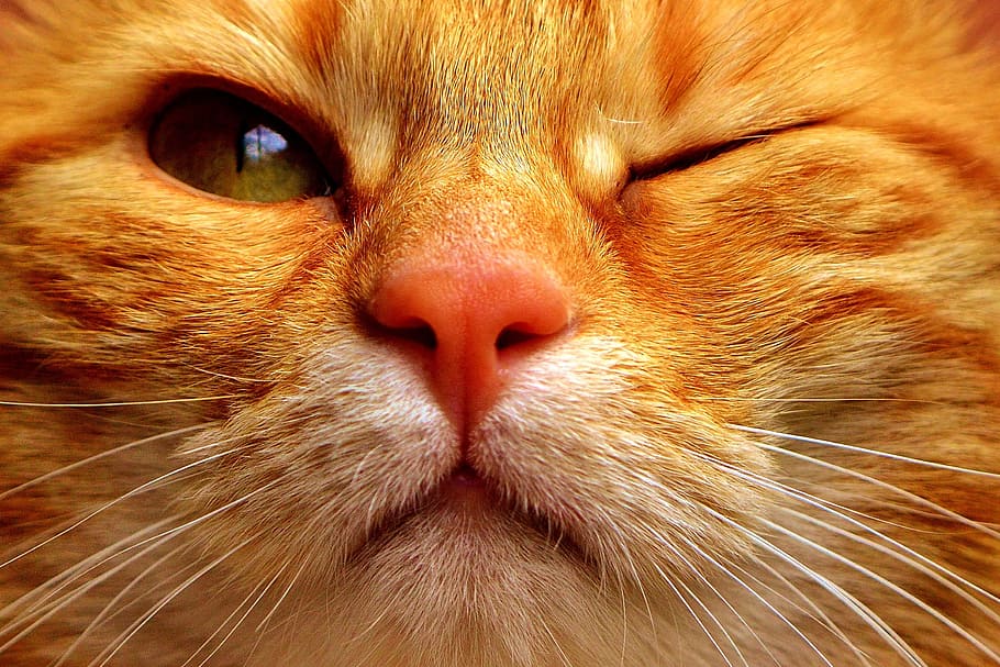 Ginger cat 1080P 2K 4K 5K HD wallpapers free download  Wallpaper Flare