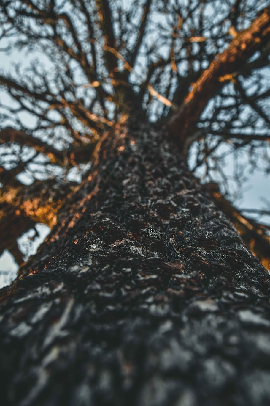 brown tree trunk, low angle photography of brown tree, wood, nature HD wallpaper