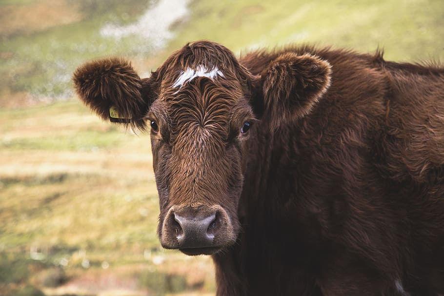 closeup photo of brown cow, animal, field, moor, highland, livestock
