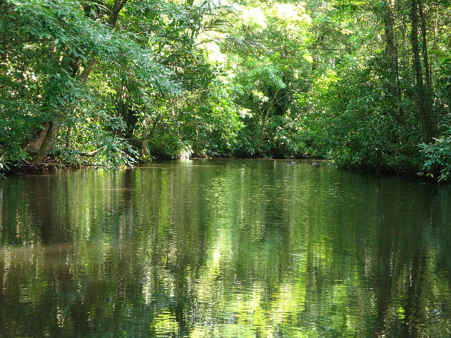 river and trees, costa rica, tortuguero, jungle, water, tranquility, HD wallpaper