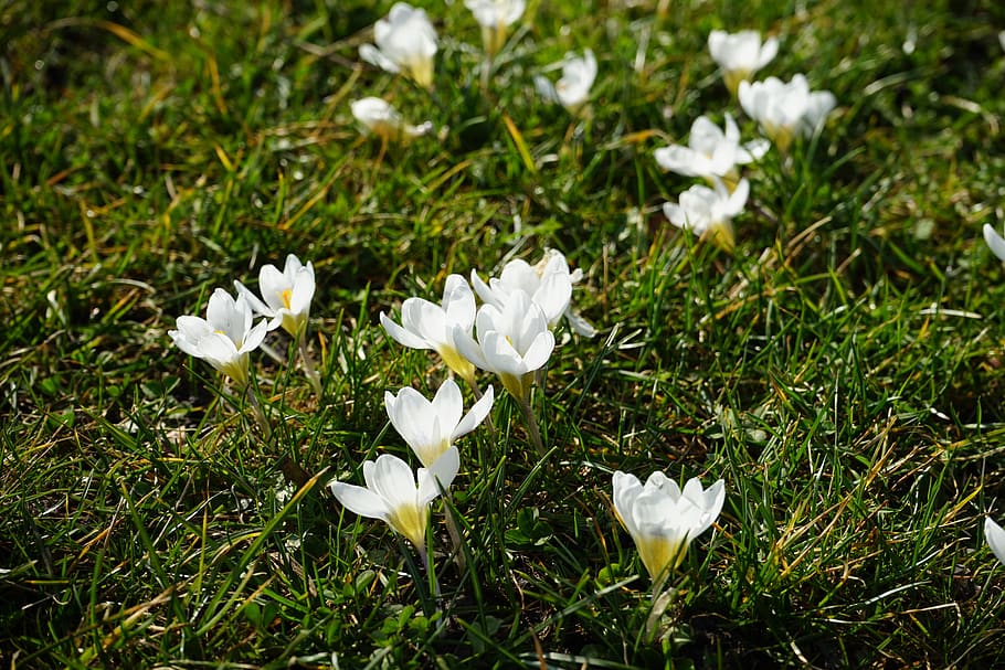 crocus, white, light, flower, spring, bühen, colorful, beautiful HD wallpaper