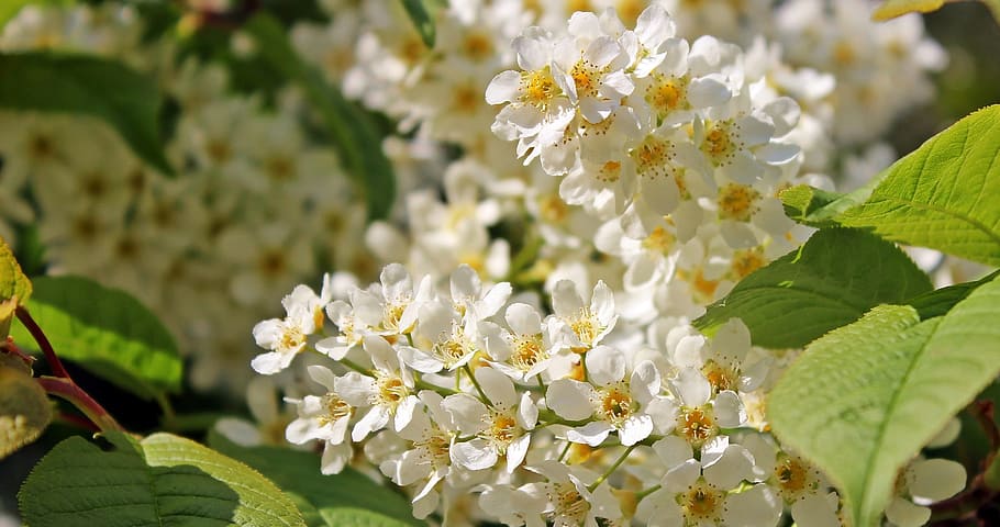 Fruit Tree, Blossom, Flowers, fruit tree blossom, spring, branch HD wallpaper
