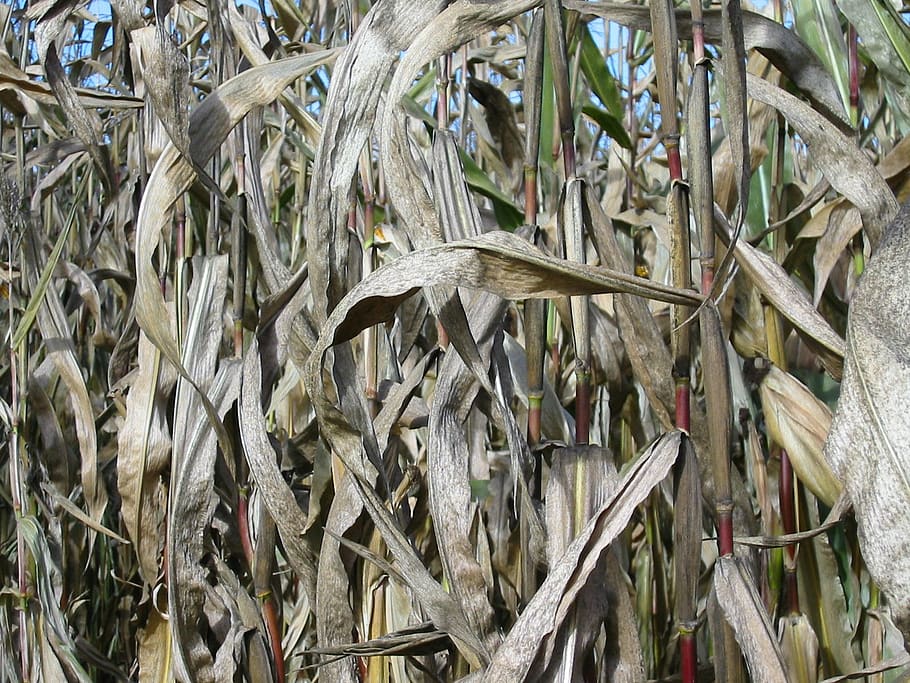 corn, arable, field, full frame, backgrounds, plant, no people HD wallpaper