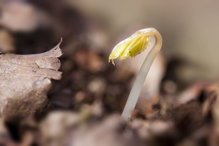 closeup photography of yellow flower seed, seedling, germ leaves HD wallpaper