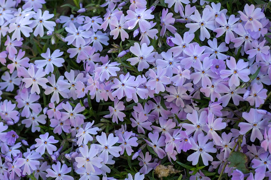 flowers, small, spring, small flower, macro, nature, plant HD wallpaper