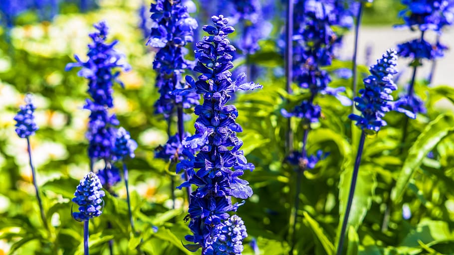 larkspur, flower, meadow, plant, purple, violet, blossom, bloom, HD wallpaper