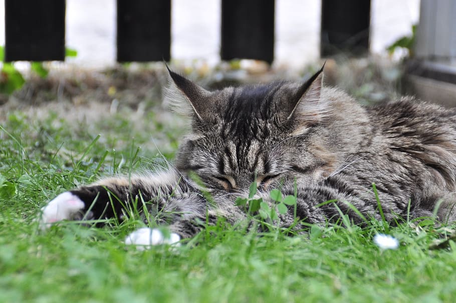 sleeping, cat, mackerel, animal, mammal, domestic, pets, animal themes HD wallpaper