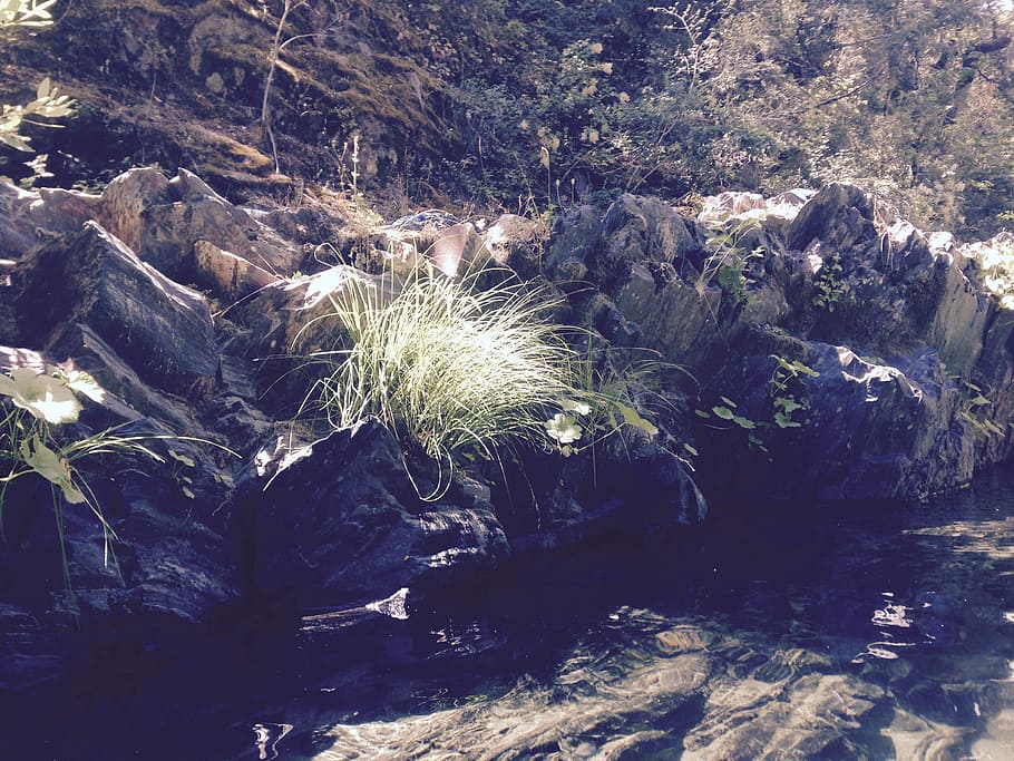 Creek, Water, Forest, Forest, Stream, Outdoors, swimming hole HD wallpaper